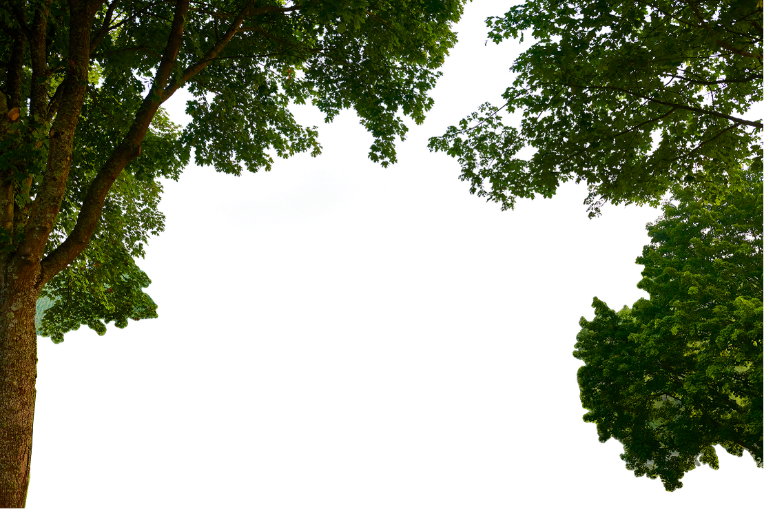 Trees