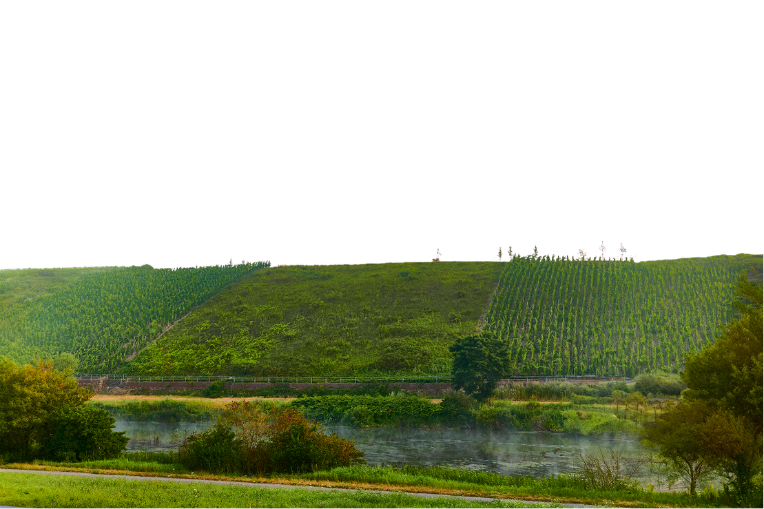 Vineyards